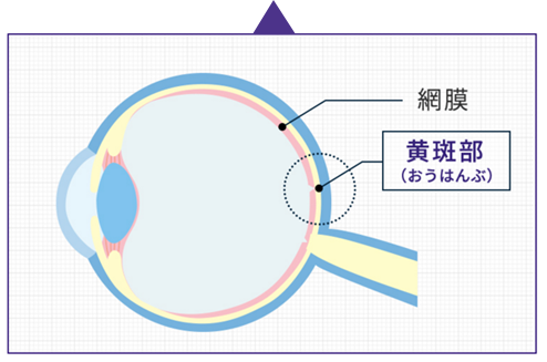 網膜と黄斑部の図