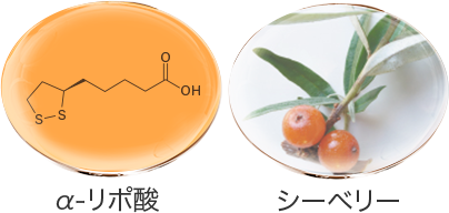 α-リポ酸 シーベリー