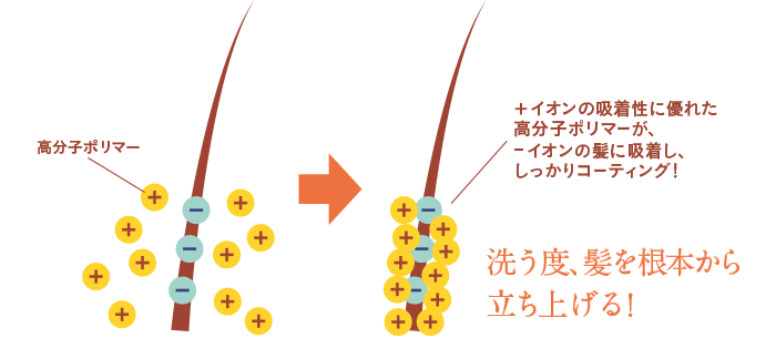 +イオンの吸着性に優れた高分子ポリマーが、-イオンの髪に吸着し、しっかりコーティング!洗う度、髪を根本から立ち上げる!