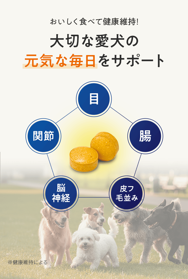 おいしく食べて健康維持！ 大切な愛犬の元気な毎日をサポート 目 腸 皮フ毛並み 脳 神経 関節 ※健康維持による
