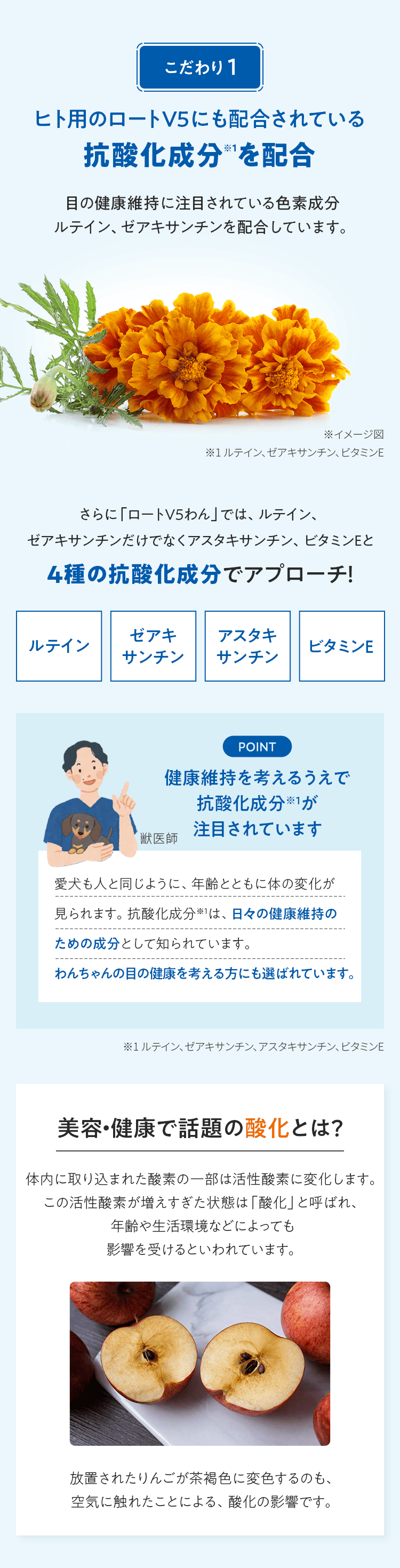 こだわり 1 ヒト用のロートV5にも配合されている 抗酸化成分※1を配合 目の健康維持に注目されている色素成分ルテイン、ゼアキサンチンを配合しています。 ※イメージ図 ※1 ルテイン、ゼアキサンチン、ビタミンE さらに「ロートV5わん」では、ルテイン、ゼアキサンチンだけでなくアスタキサンチン、ビタミンEと4種の抗酸化成分でアプローチ！ ルテイン ゼアキサンチン アスタキサンチン ビタミンE POINT 健康維持を考えるうえで抗酸化成分※1が注目されています 獣医師 愛犬も人と同じように、年齢とともに体の変化が見られます。抗酸化成分※1は、日々の健康維持のための成分として知られています。わんちゃんの目の健康を考える方にも選ばれています。 ※1 ルテイン、ゼアキサンチン、アスタキサンチン、ビタミンE 美容・健康で話題の酸化とは？ 体内に取り込まれた酸素の一部は活性酸素に変化します。 この活性酸素が増えすぎた状態は「酸化」と呼ばれ、年齢や生活環境などによっても影響を受けるといわれています。 放置されたりんごが茶褐色に変色するのも、空気に触れたことによる、酸化の影響です。