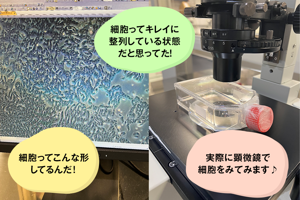 細胞ってこんな形してるんだ!細胞ってキレイに整列している状態だと思ってた!実際に顕微鏡で細胞をみてみます♪