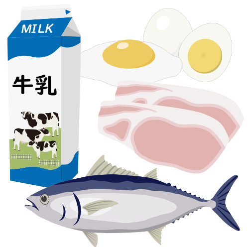 たんぱく質のイメージ