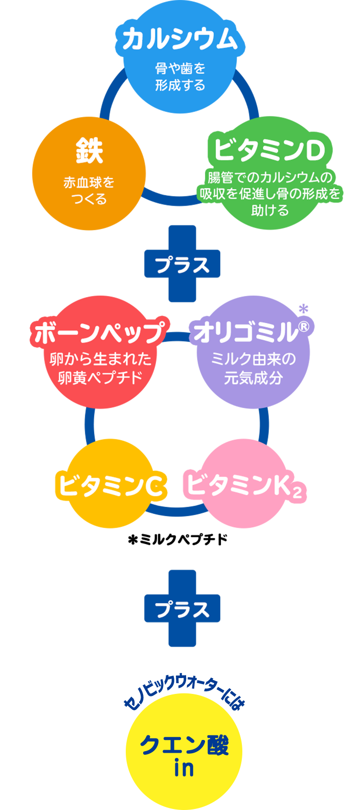 カルシウム・鉄・ビタミンDに加え、ボーンペップ・独自成分「オリゴミル」やビタミンC・ビタミンK2、セノビックウォーターにはクエン酸in