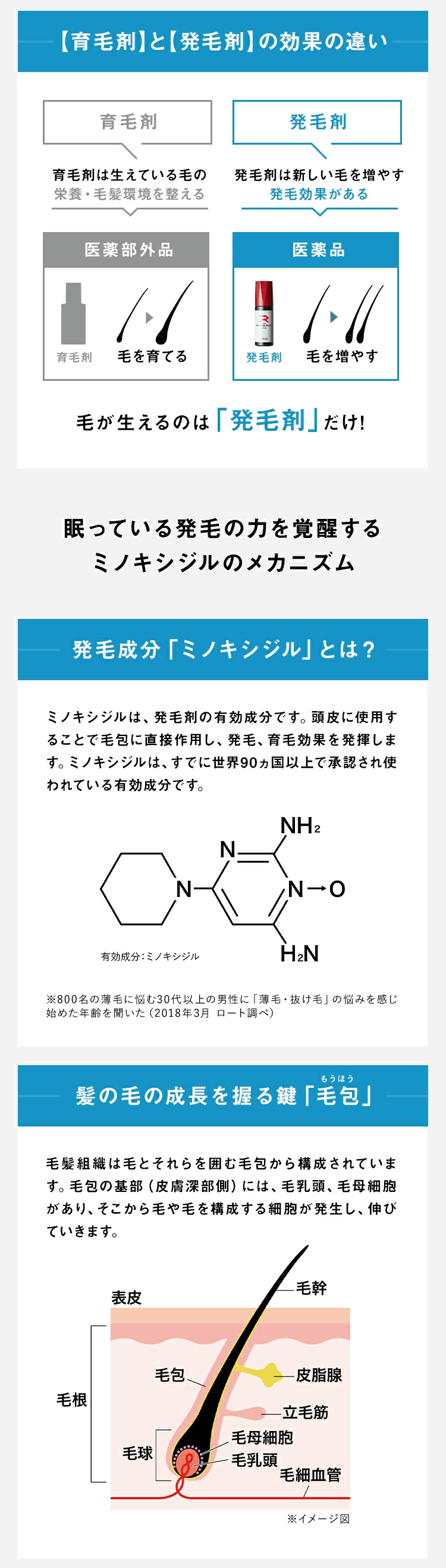 【育毛剤】と【発毛剤】の効果の違い 発毛成分「ミノキシジル」とは？ 髪の毛の成長を握る鍵「毛包」