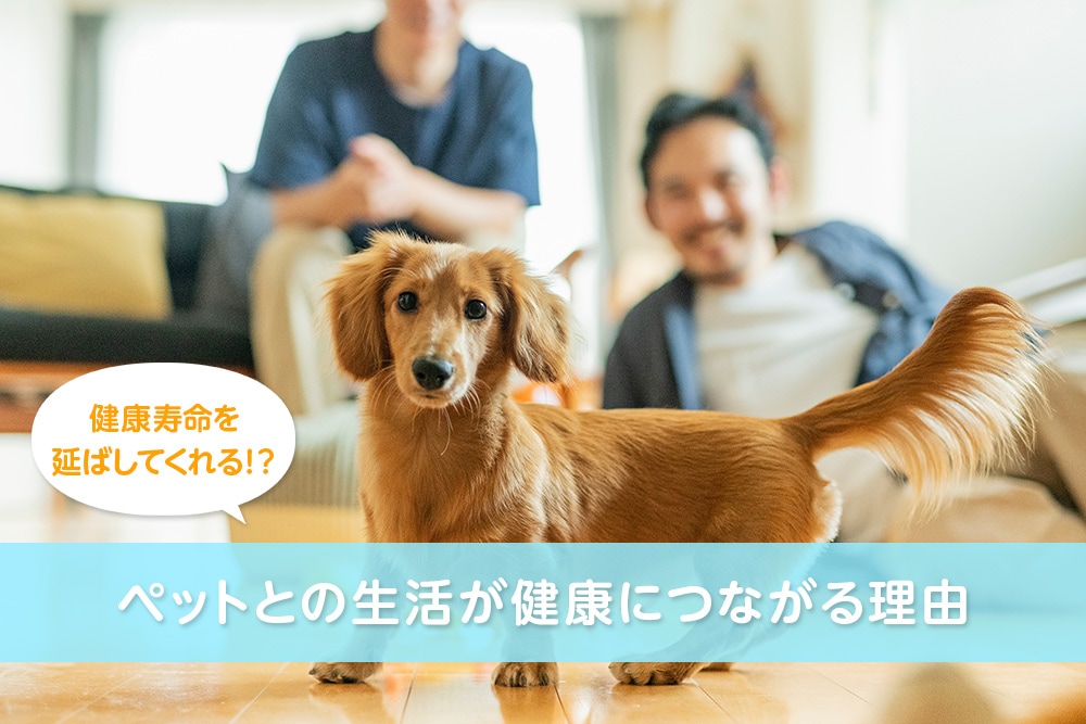 健康寿命を延ばしてくれる！？ペットとの生活が健康につながる理由