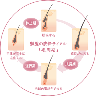 頭髪の成長サイクル「毛周期」。成長期：成長が始まる。退行期：毛球の退縮が始まる。毛球が完全に退化する。休止期：脱毛する。