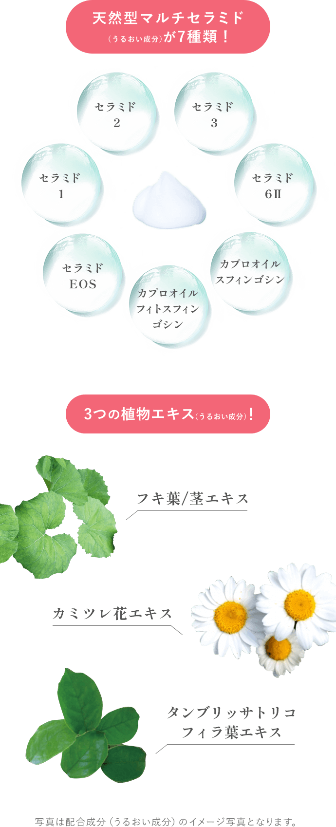 天然型マルチセラミドが7種類！セラミド 1、 セラミド 2、 セラミド 3、 セラミド 6Ⅱ、カプロオイル スフィンゴシン、 カプロオイルフィトスフィンゴシン、セラミド EOS。3つの植物エキス！フキ葉/茎エキス、カミツレ花エキス、タンブリッサトリコフィラ葉エキス。写真は配合成分（うるおい成分）のイメージ写真となります。