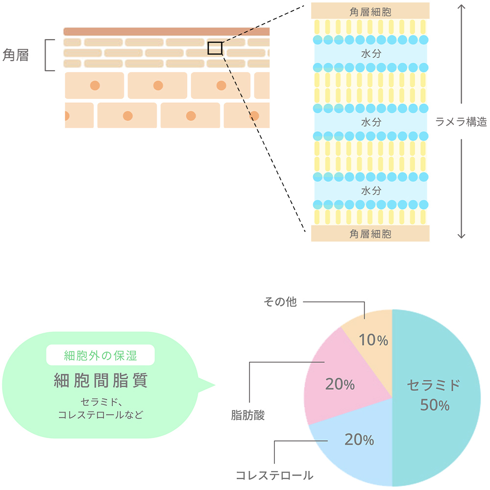 脂肪肝脂質の図