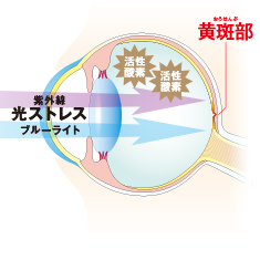 ロートV5粒アクトビジョン(62粒) | ロート製薬オンライン【公式】