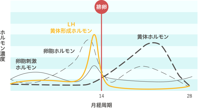 月経周期とホルモン濃度の図
