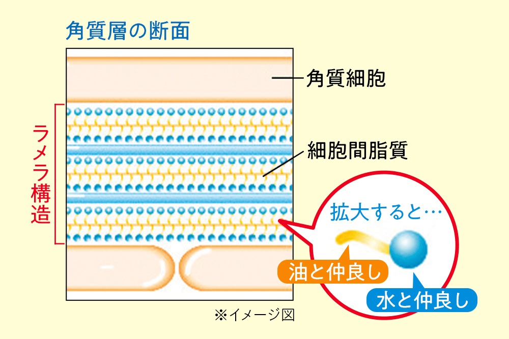 ラメラ構造が整っている肌 水分と油分がしっかり並ぶことで、バリア機能を果たす。 ラメラ構造が壊れた肌 水分と油分の整列が乱れることで、バリア機能が働かない。