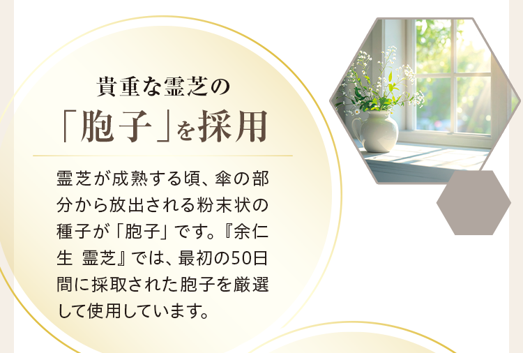 貴重な霊芝の「胞子」を採用