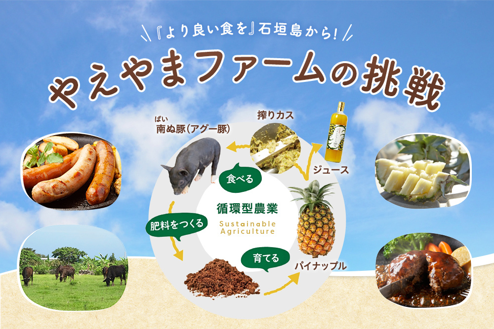 「より良い食を」石垣島から！やえやまファームの挑戦 南ぬ豚（アグー豚）肥料をつくる 育てるパイナップル ジュース 循環型農業