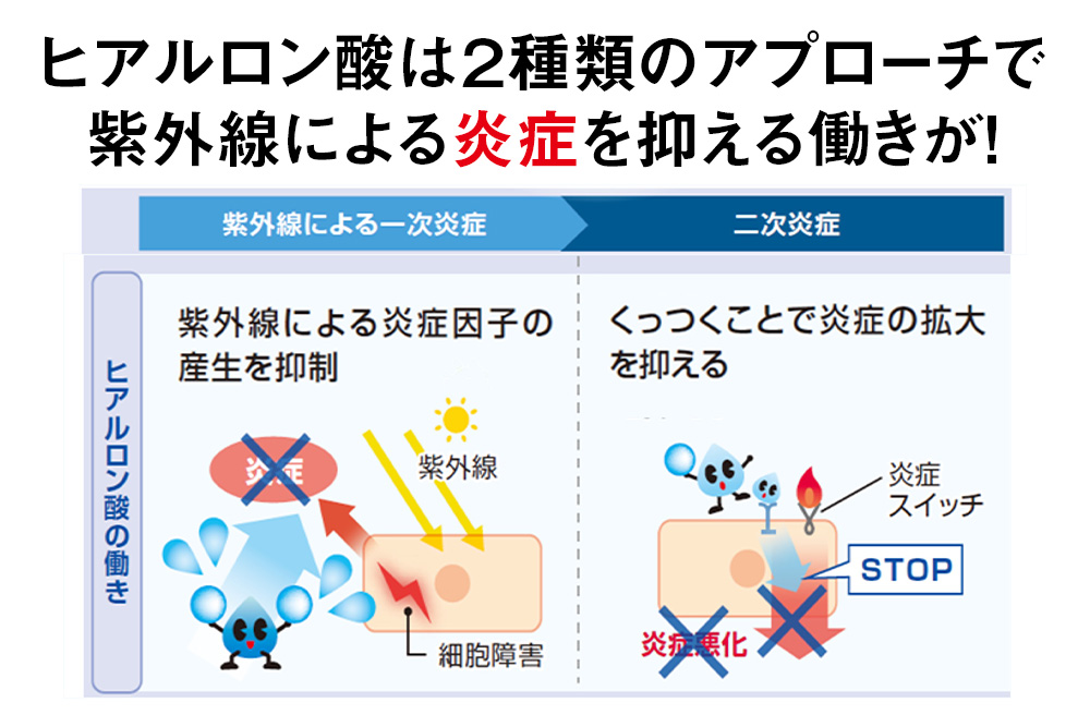 ヒアルロン酸は2種類のアプローチで紫外線による炎症を抑える働きが!