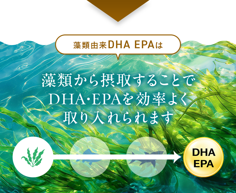 藻類由来DHA EPAは藻類から摂取することでDHA・EPAを効率よく取り入れられます