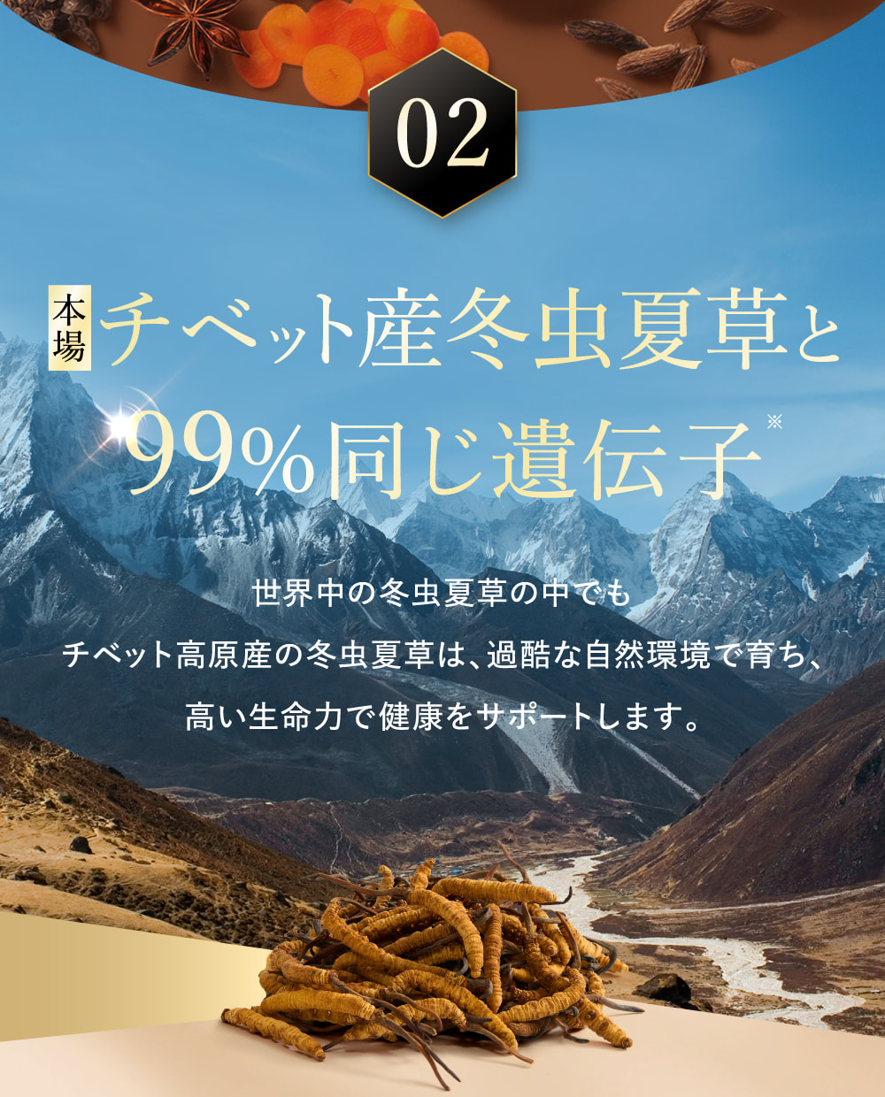 02 本場チベット産冬虫夏草と99%同じ遺伝子