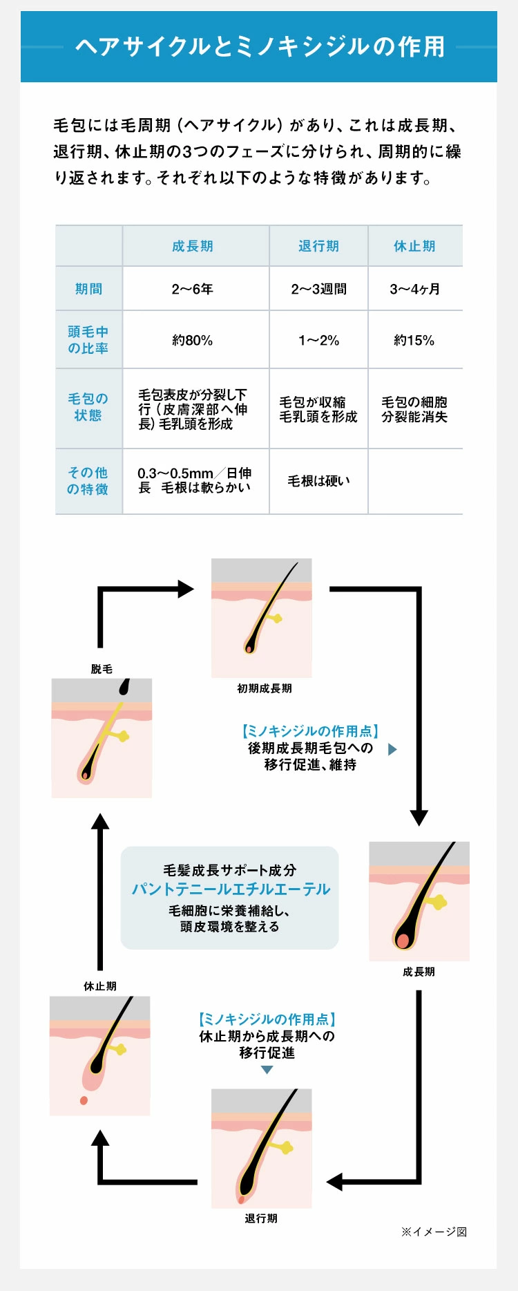 ヘアサイクルとミノキシジルの作用