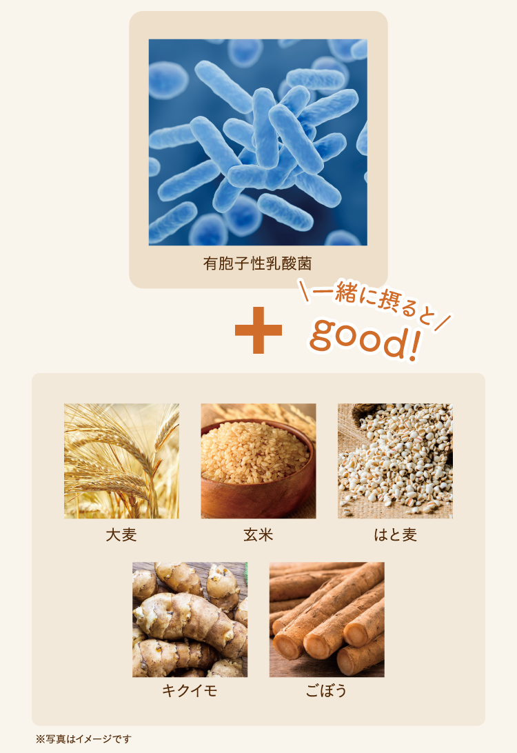 有胞子性乳酸菌 ⼤⻨ 玄米 はと⻨ キクイモ ごぼう 一緒に摂ると good!