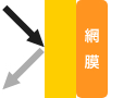黄色の色素がある時
