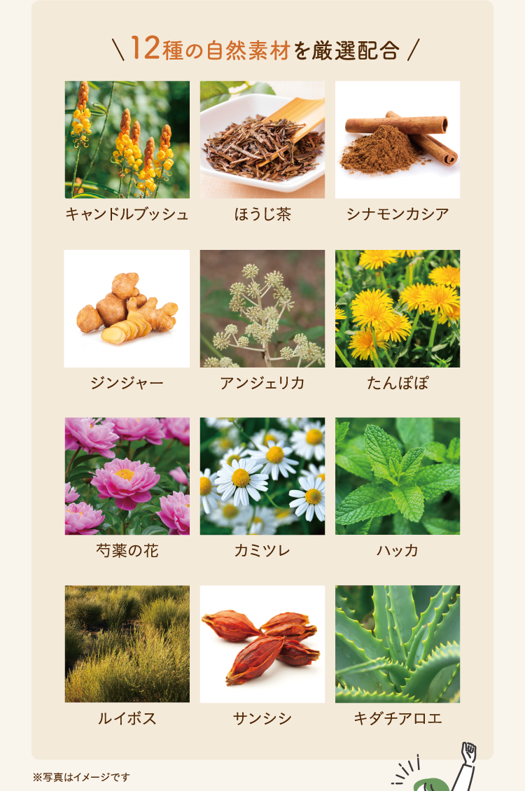 12種の自然素材を厳選配合 キャンドルブッシュ ほうじ茶 シナモンカシア ジンジャー アンジェリカ たんぽぽ 芍薬の花 カミツレ ハッカ ルイボス サンシシ キダチアロエ ※写真はイメージです