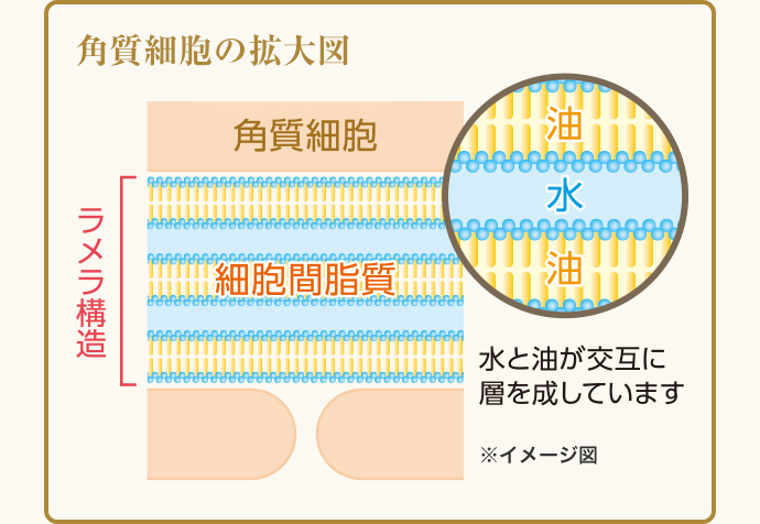 角質細胞の拡大図