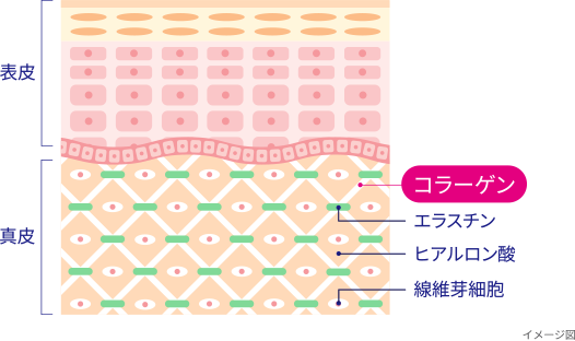 皮膚の断面図のイメージ図