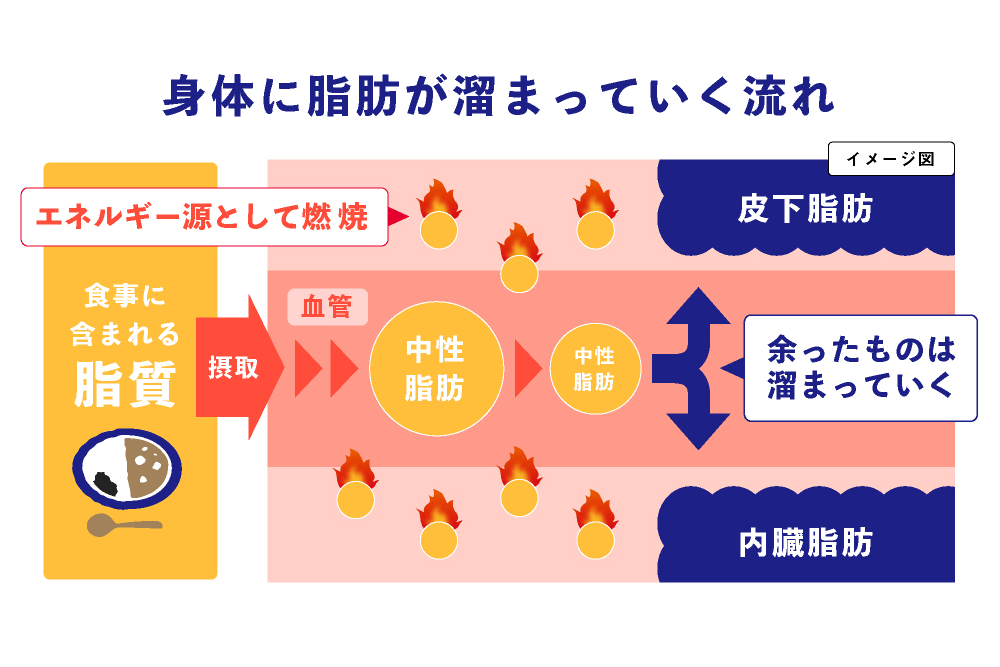 身体に脂肪が溜まっていく流れ(イメージ図)