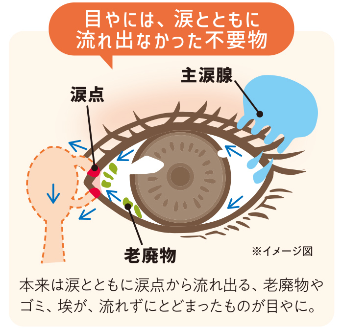目やには、涙とともに 流れ出なかった不要物 本来は涙とともに涙点から流れ出る、老廃物やゴミ、埃が、流れずにとどまったものが目やに。 ・主涙腺 ・涙点 ・老廃物
