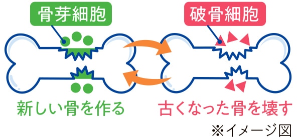 骨芽細胞と破骨細胞