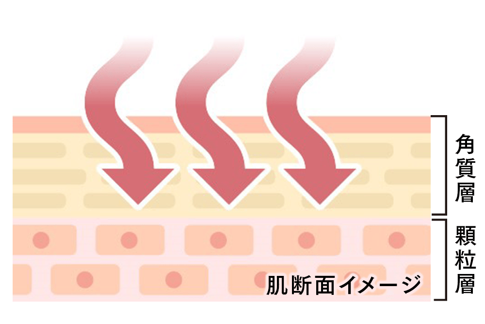 肌断面イメージ
