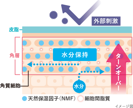 健康な肌