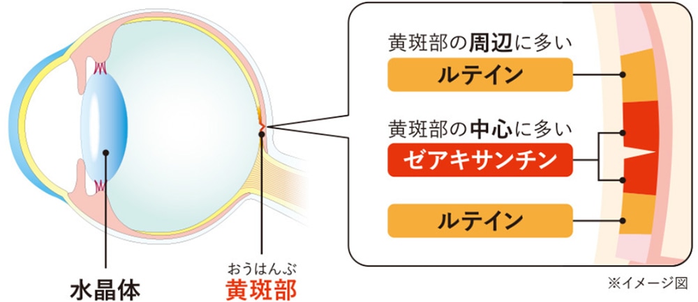 黄斑部