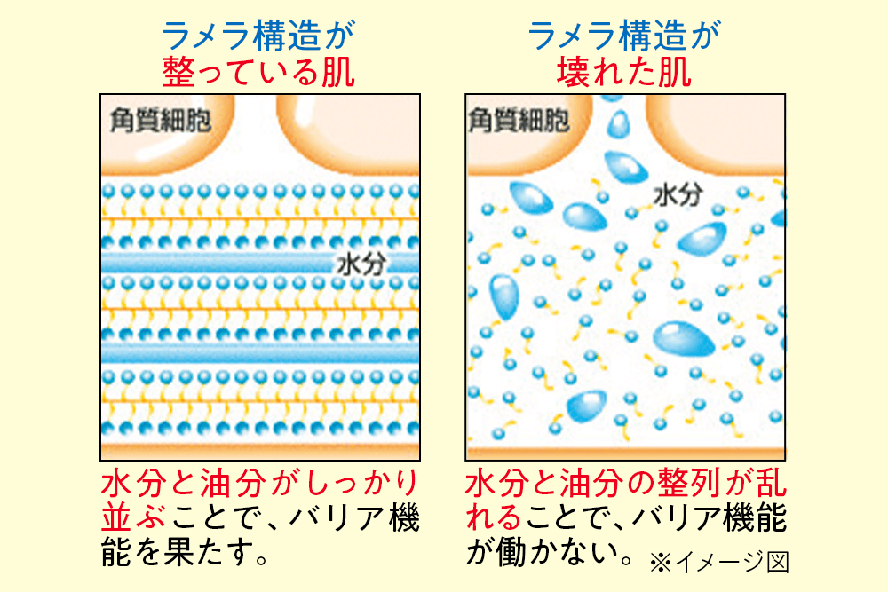 角質層の断面