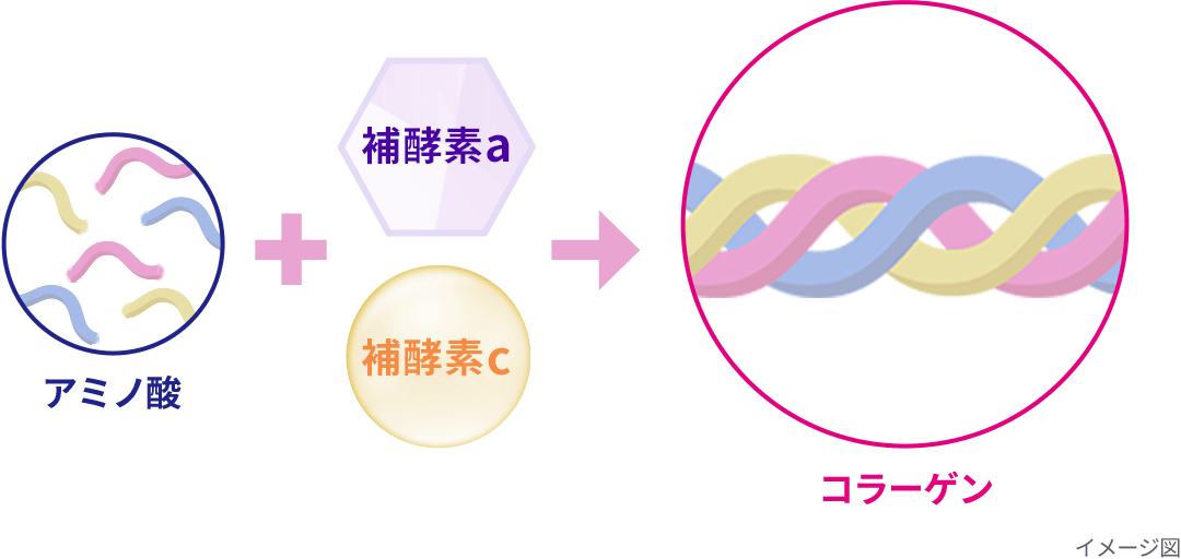 コラーゲンが体内で作られるイメージ図