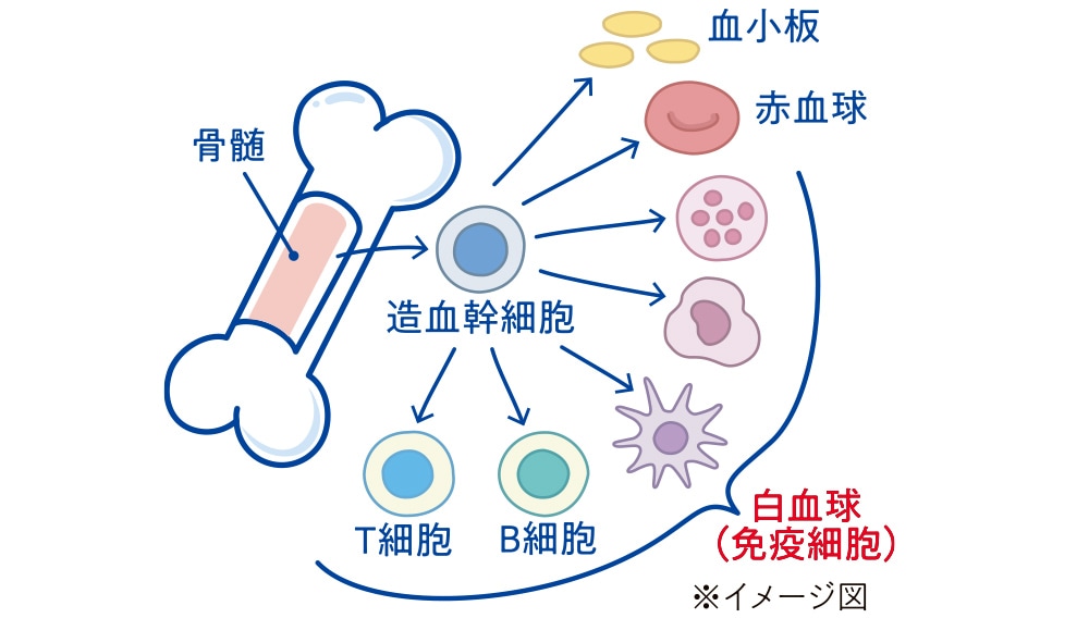 骨のイメージ図