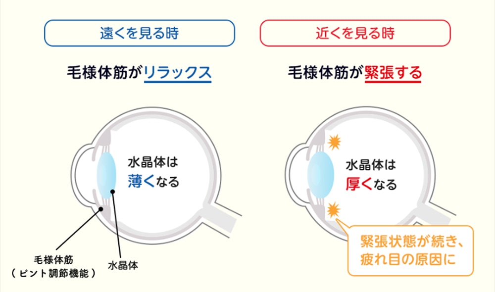 水晶体