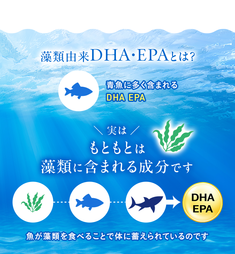 藻類由来DHA・EPAとは？ 青魚に多く含まれるDHA EPA 実はもともとは藻類に含まれる成分です 魚が藻類を食べることで体に蓄えられているのです