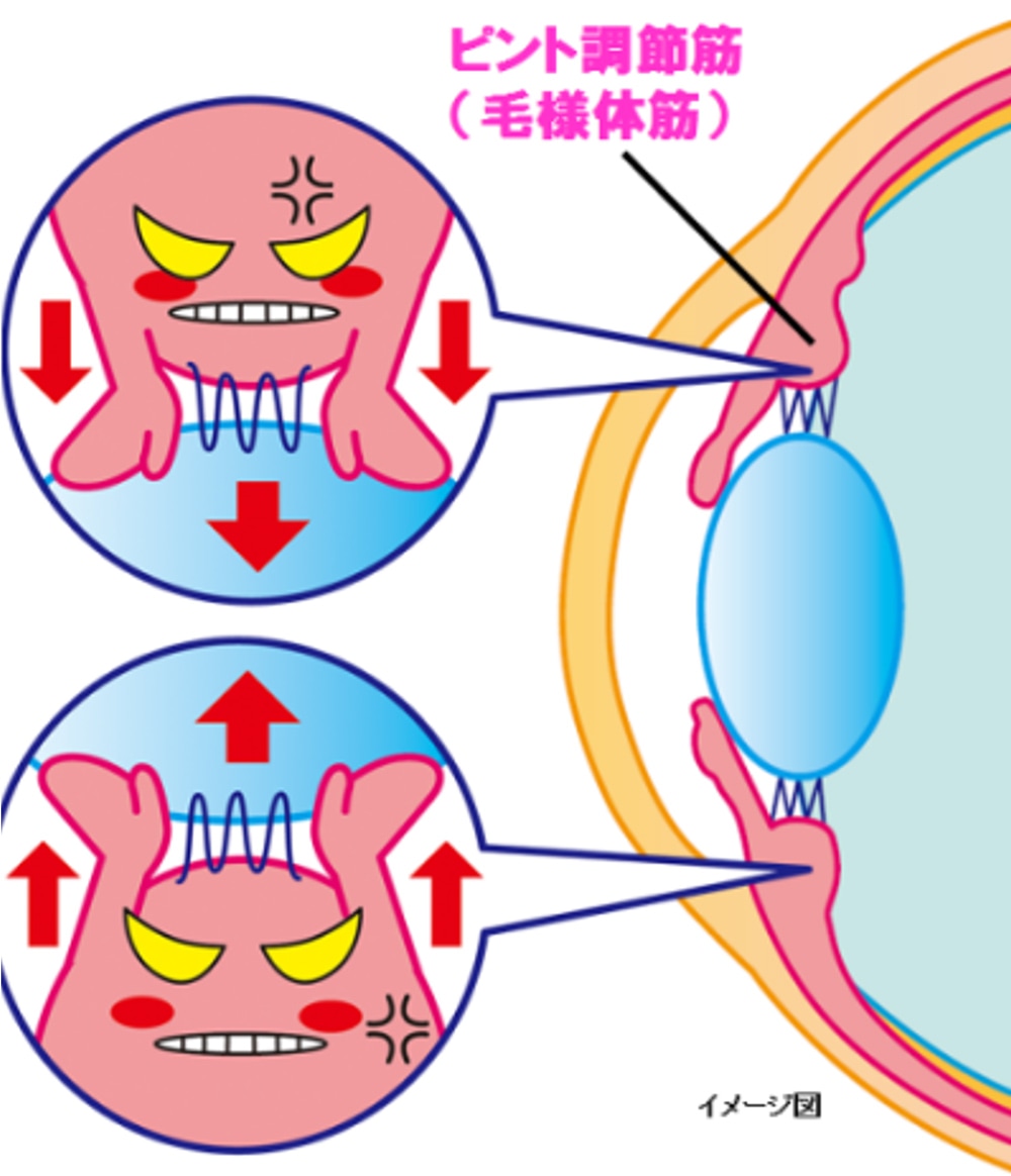 水晶体