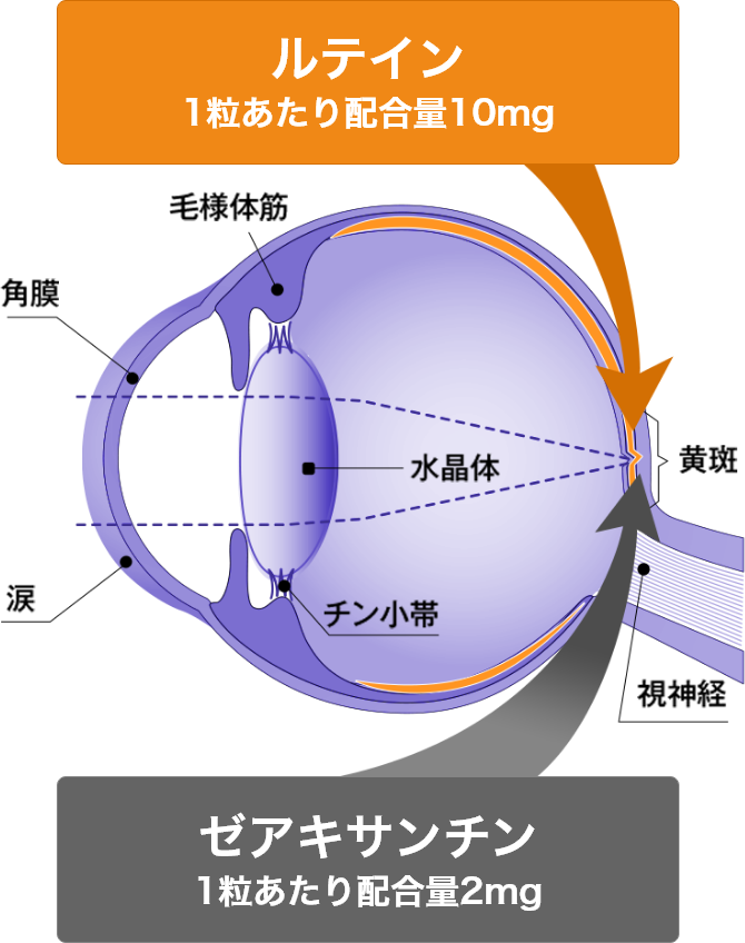 ルテイン1粒あたり配合量10mg　ゼアキサンチン1粒あたり配合量2mg