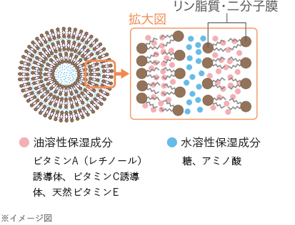 
                        ● 油溶性保湿成分
                        ビタミンA（レチノール）誘導体、ビタミンC誘導体、天然ビタミンE
                        ● 水溶性保湿成分
                        糖、アミノ酸
                        