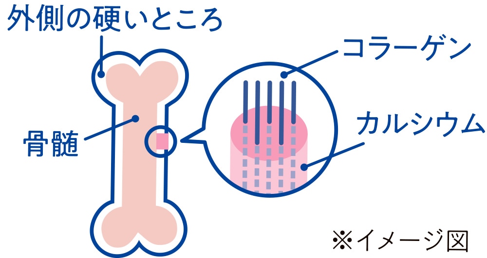 骨のイメージ図