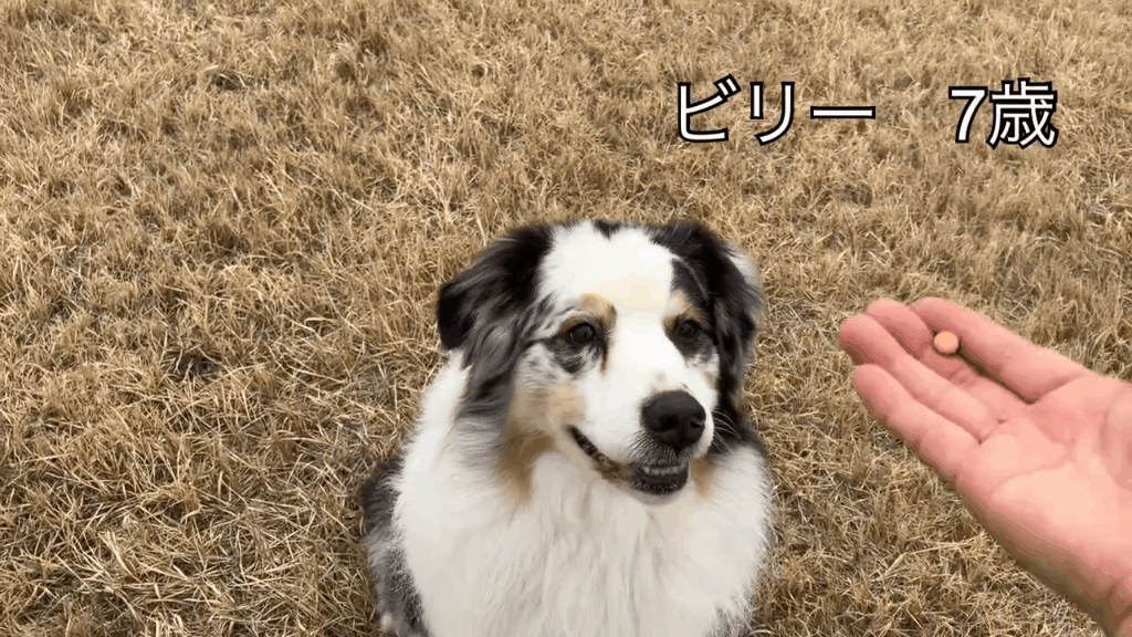 V5わん
