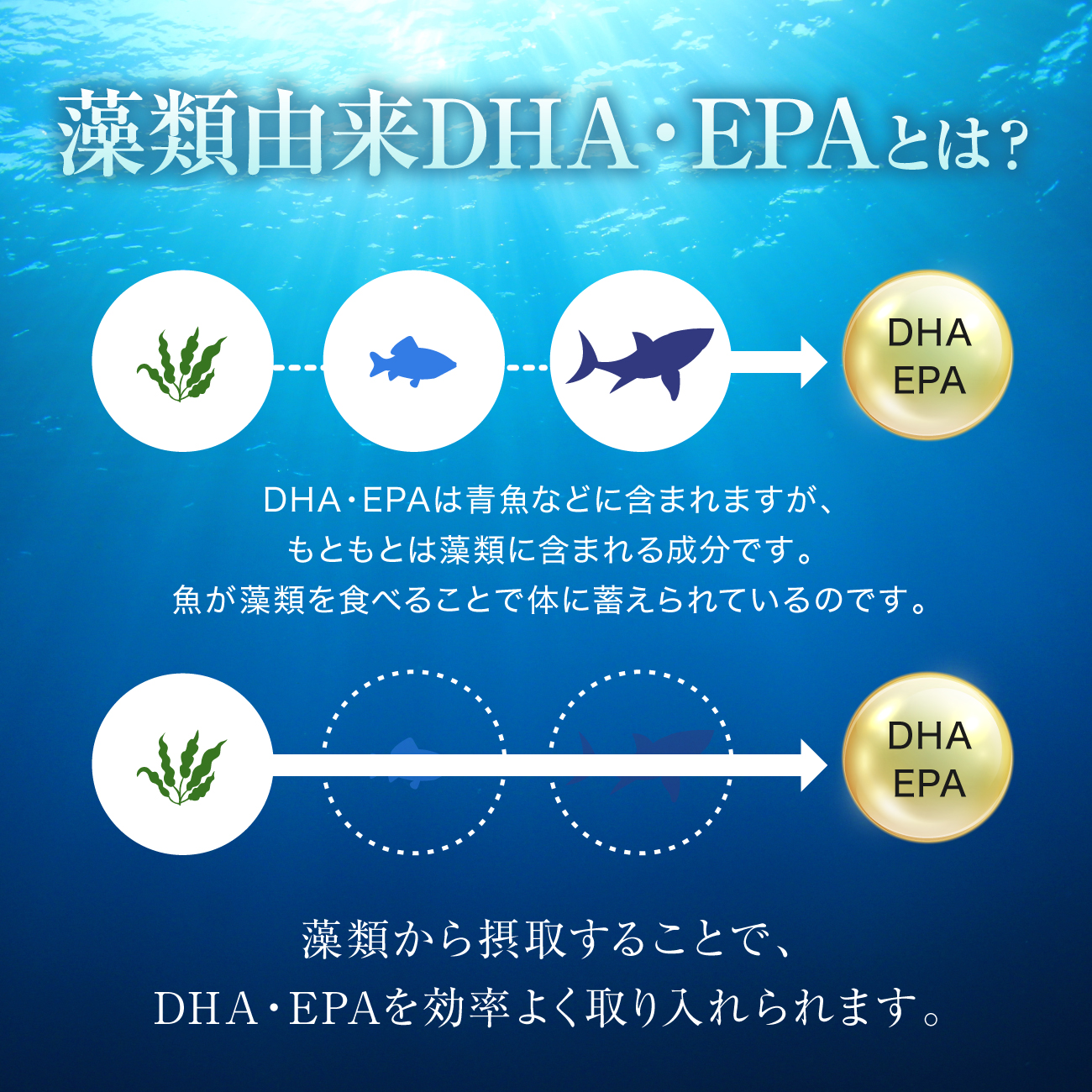 100%藻類由来 DHA/EPA