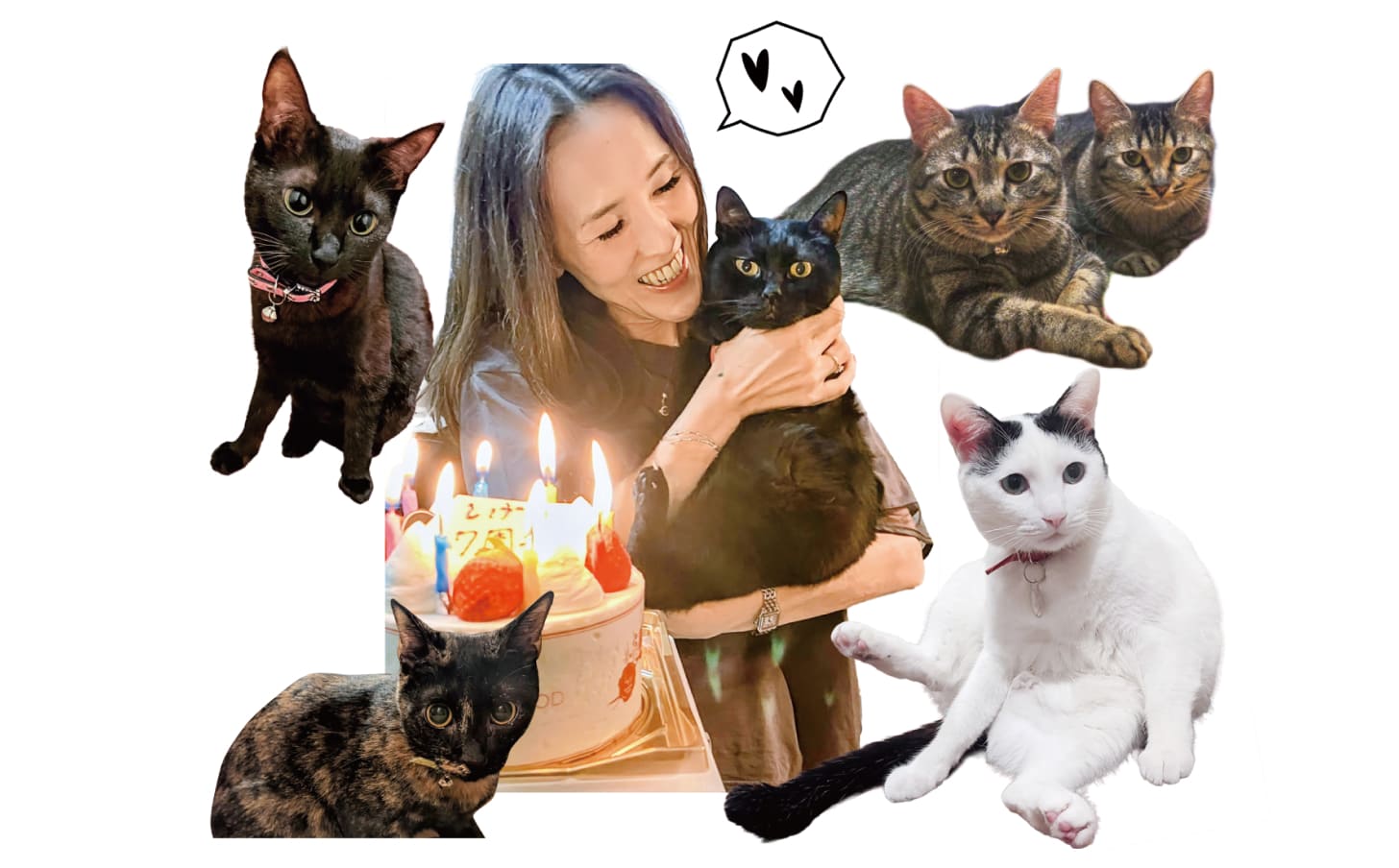 おうちでの癒しは猫。「みんな元気でいてくれたら」と鈴木様。