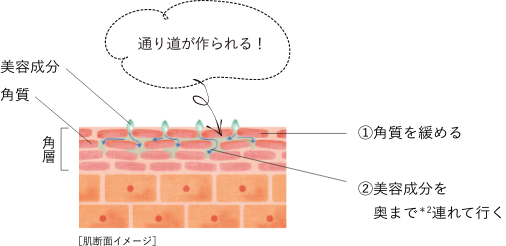 ［肌断面イメージ］