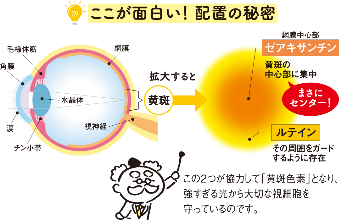 ここが面白い！配置の秘密