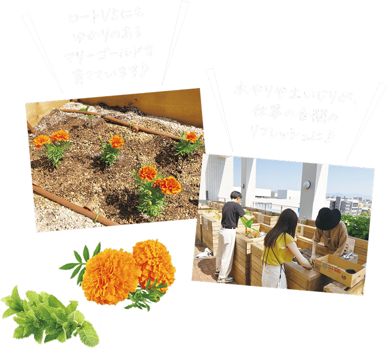ロートV5にもゆかりのあるマリーゴールドを育てています♪水やりや土いじりが、仕事の合間のリフレッシュに♪